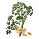 angelica seed